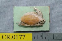 藏品(海島新花瓣蟹)的圖片